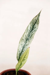 Rhaphidophora megasperma superstar sp sumatra